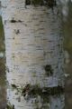 Betula pendula Youngi Brzoza brodawkowata